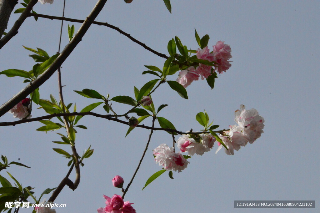 碧桃花 