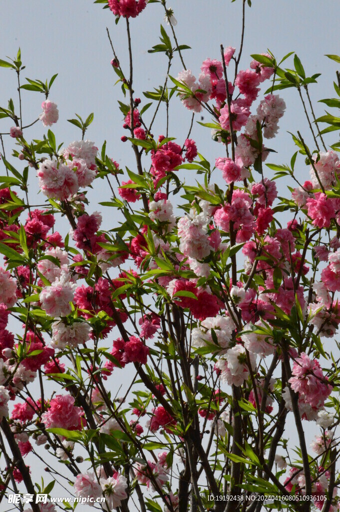 碧桃花 