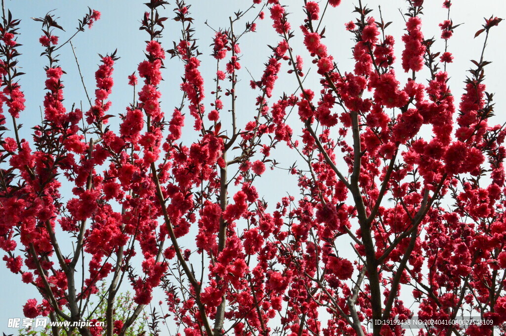 碧桃花 