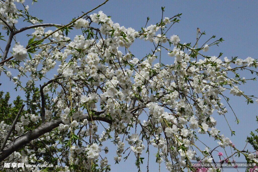 碧桃花