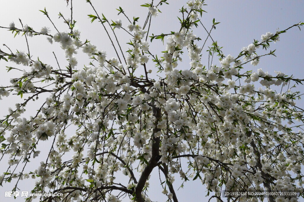 碧桃花