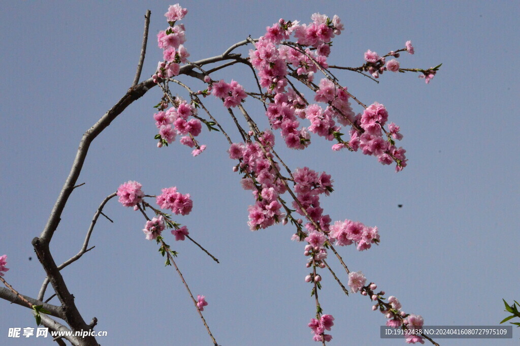 碧桃花 