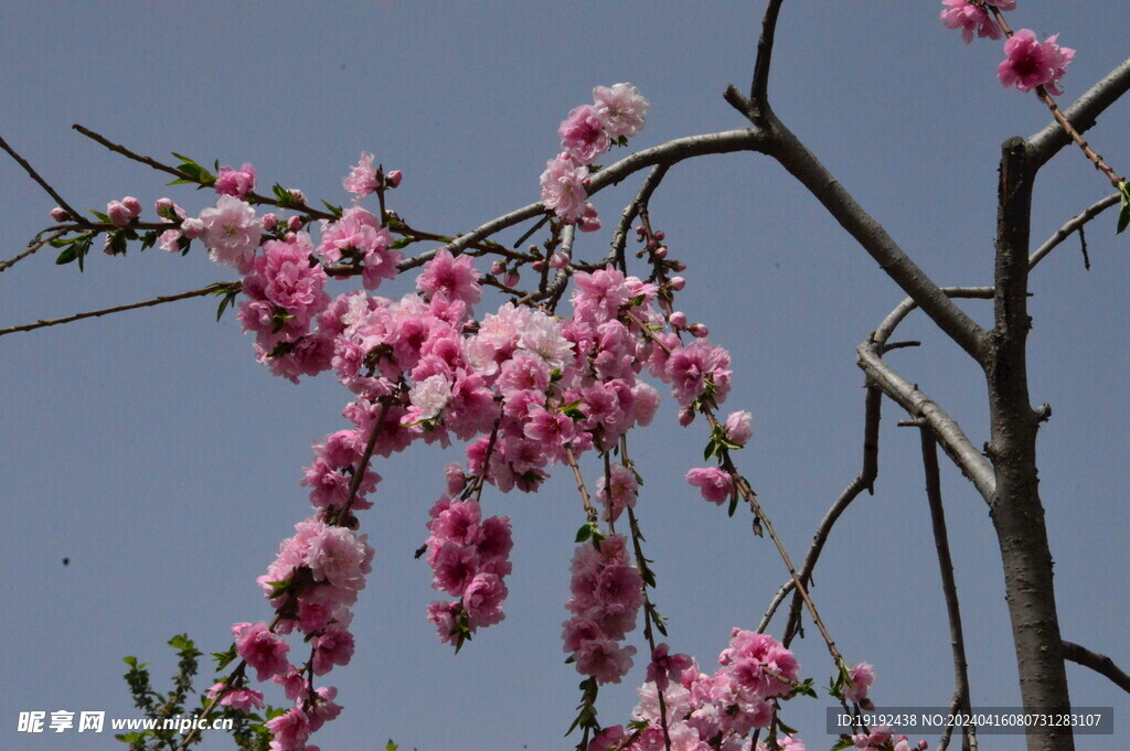 碧桃花 