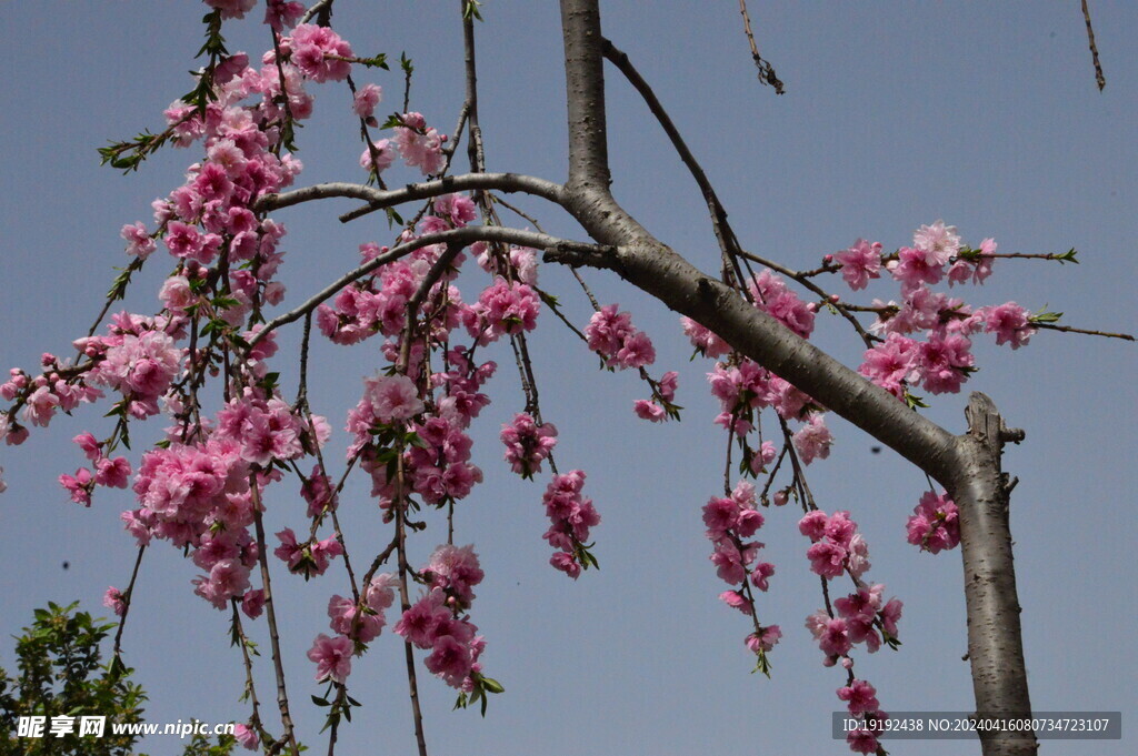 碧桃花 