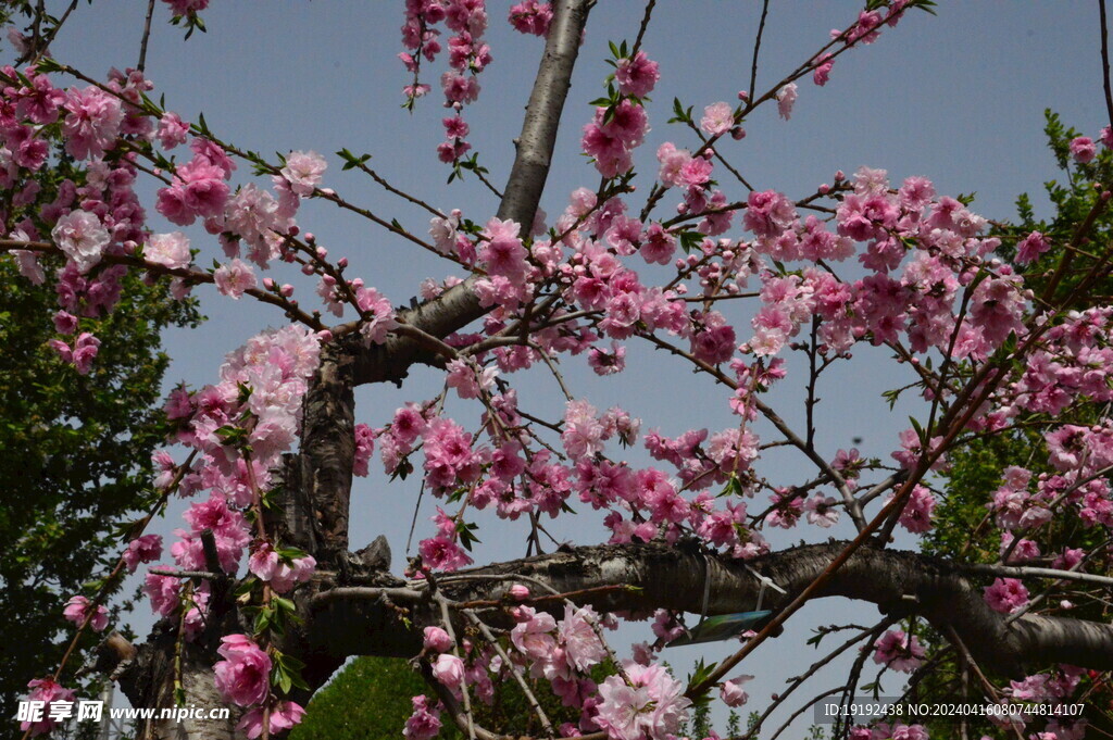 碧桃花 