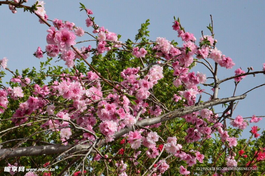 碧桃花