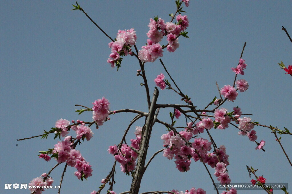 碧桃花 