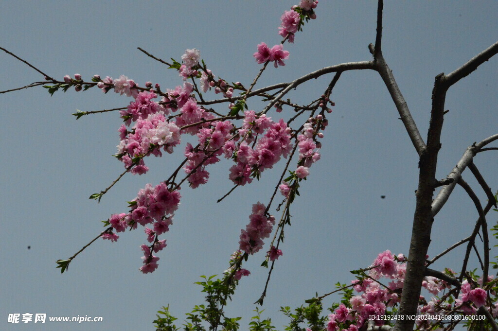 碧桃花 