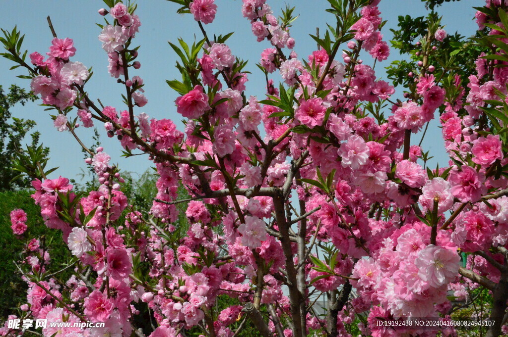 碧桃花 