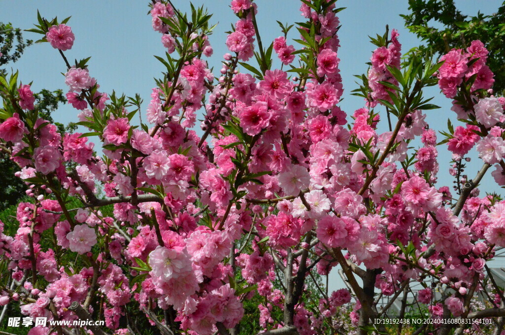 碧桃花 