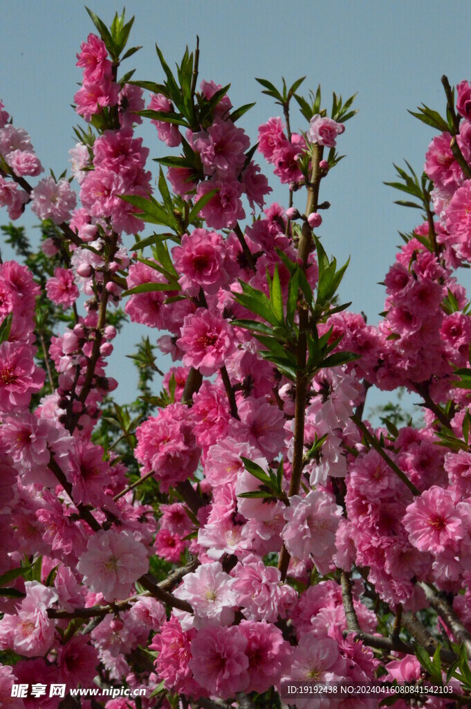 碧桃花  