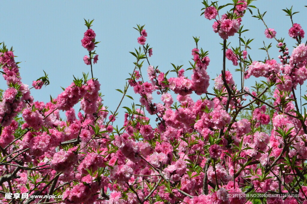 碧桃花  