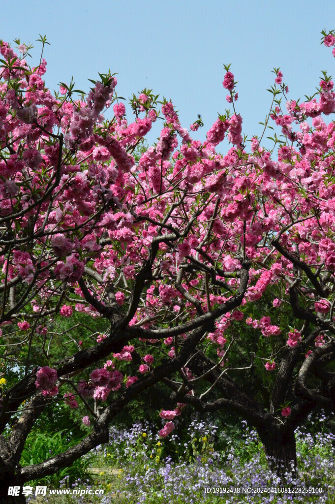碧桃花  