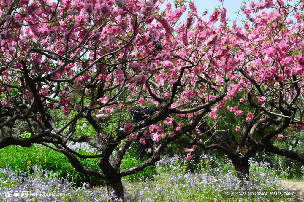 碧桃花  