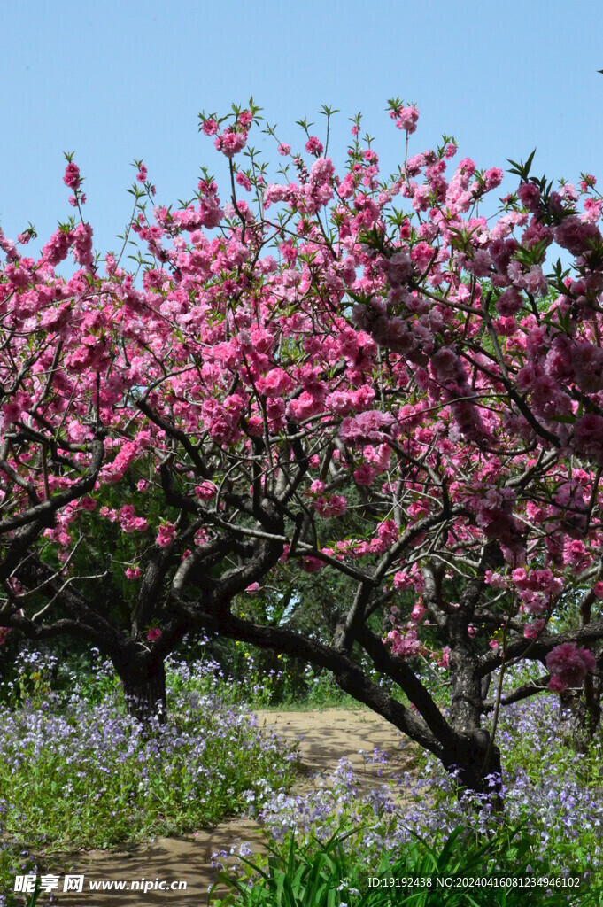 碧桃花  