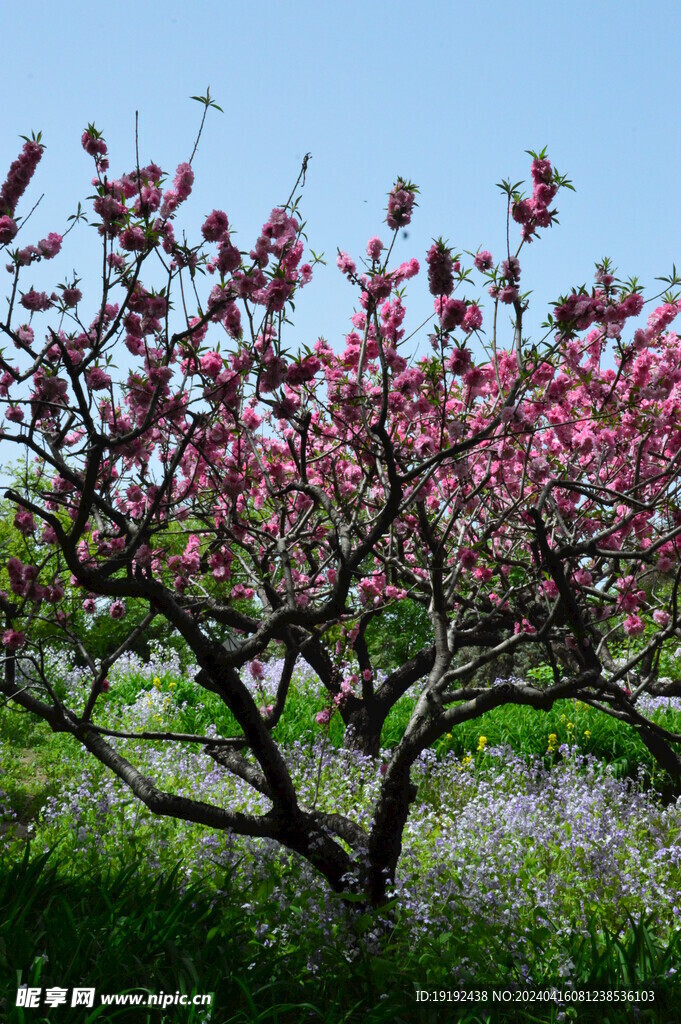 碧桃花  