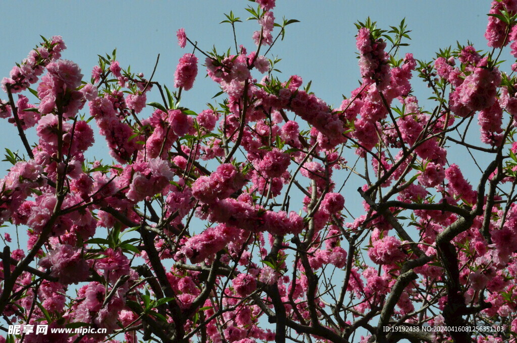 碧桃花 