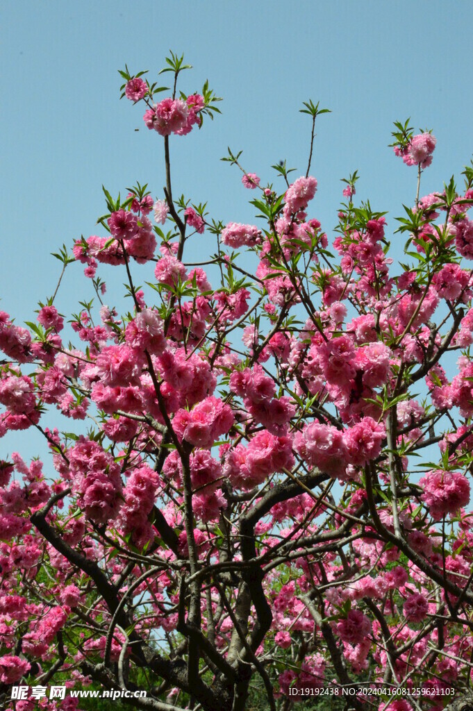 碧桃花  