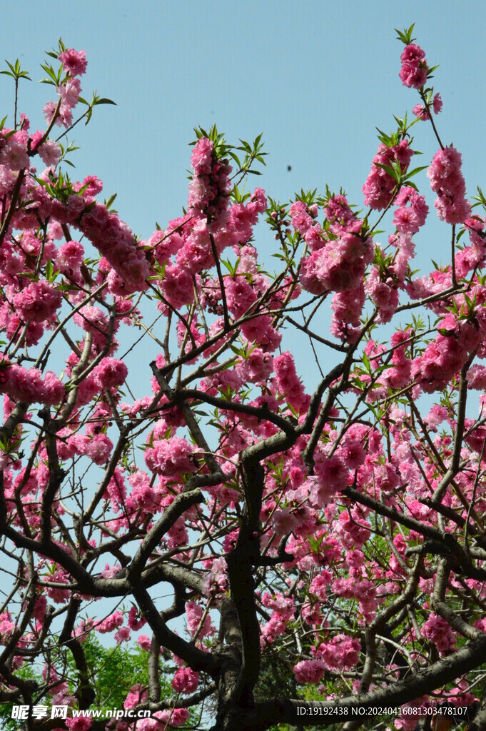 碧桃花  