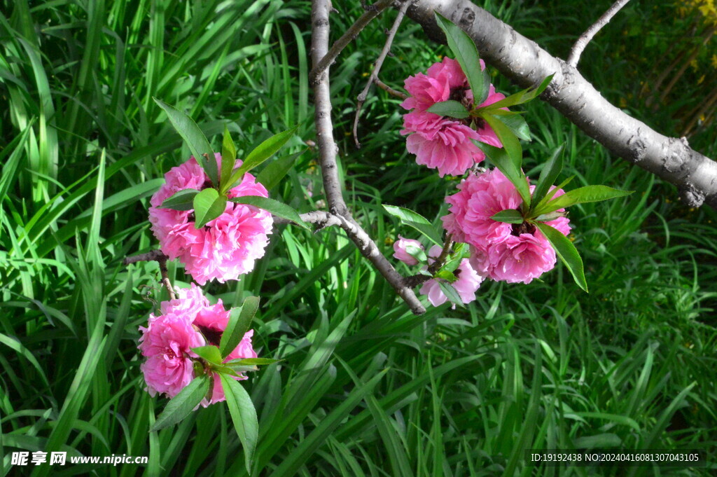 碧桃花  