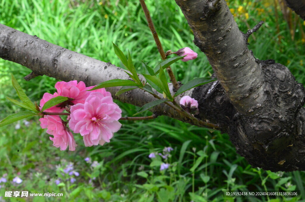 碧桃花  