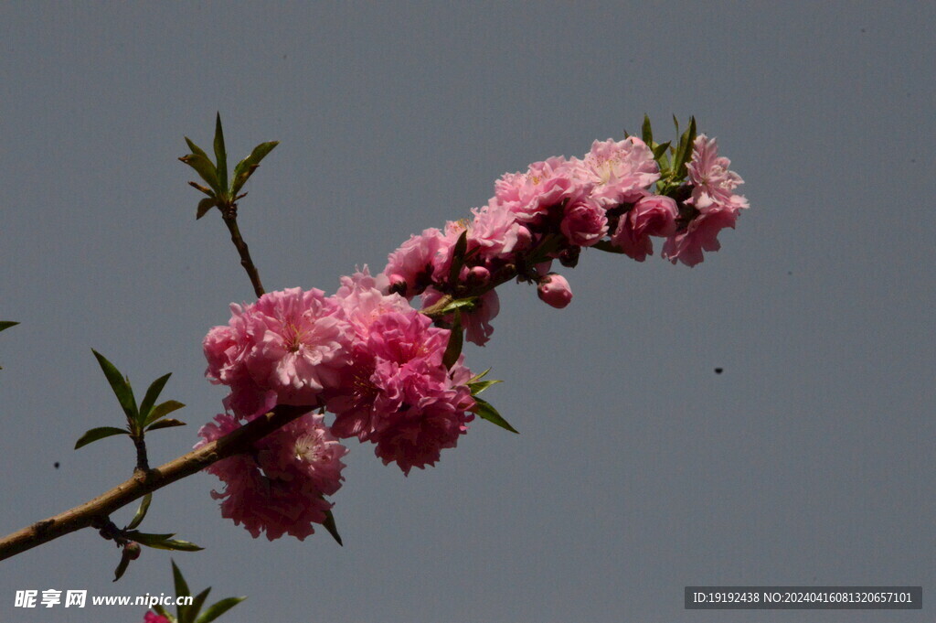 碧桃花 