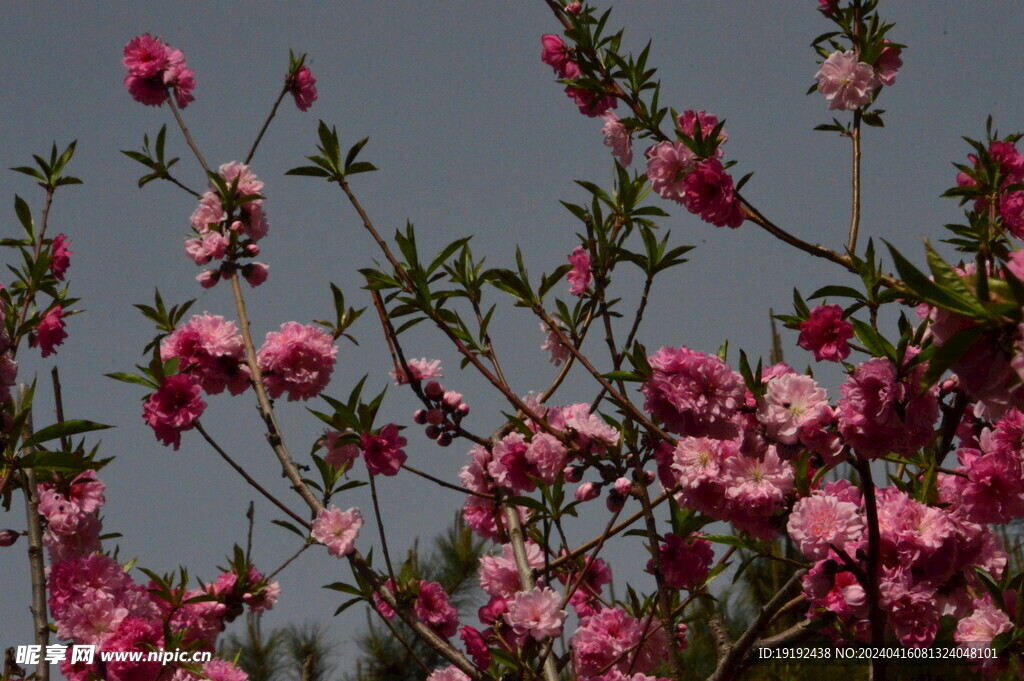 碧桃花  