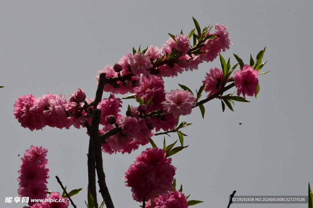 碧桃花 