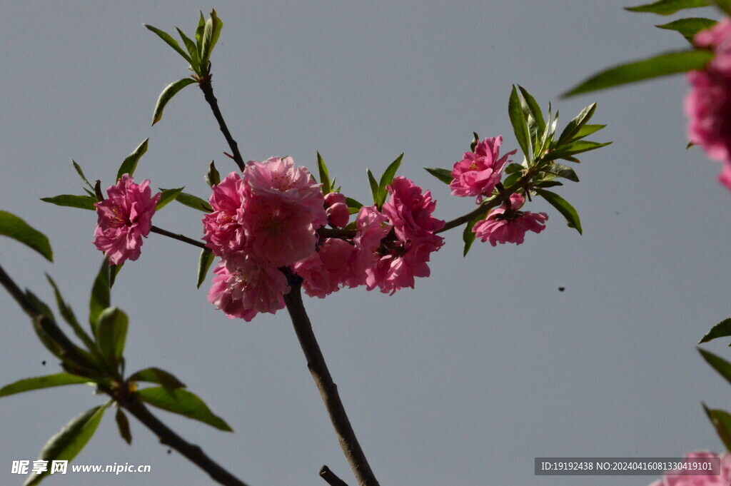 碧桃花 