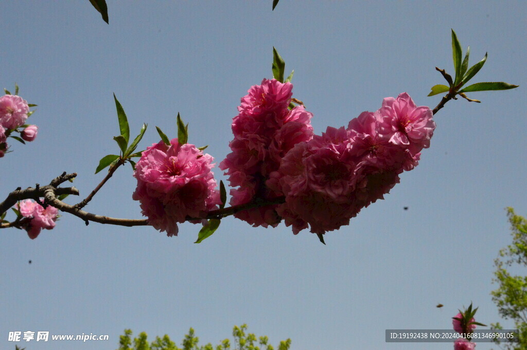 碧桃花 