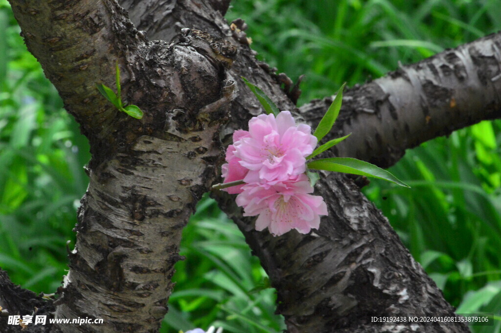 碧桃花 