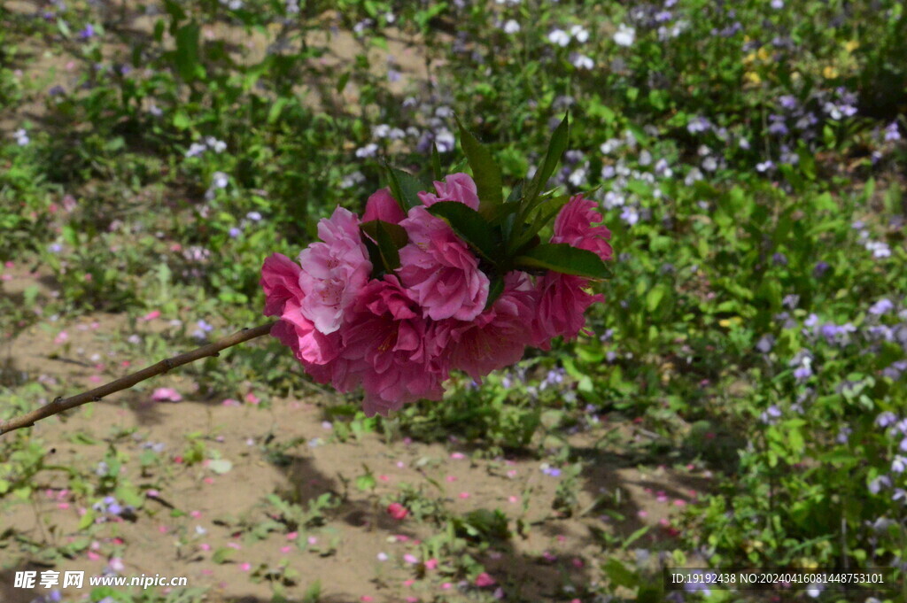 碧桃花  