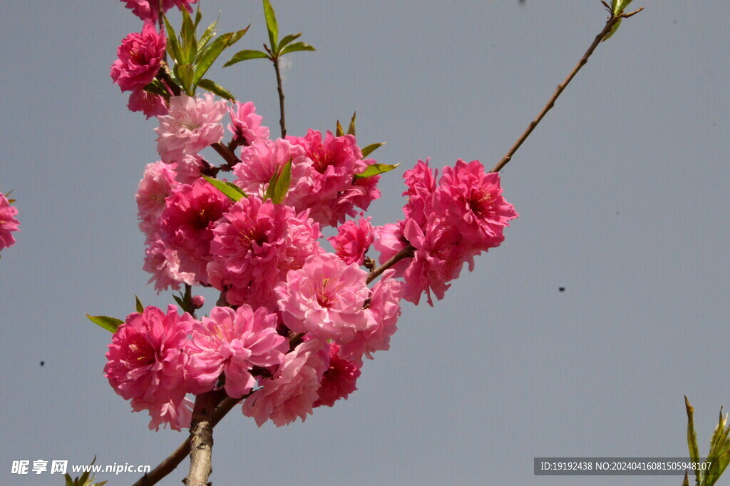 碧桃花  