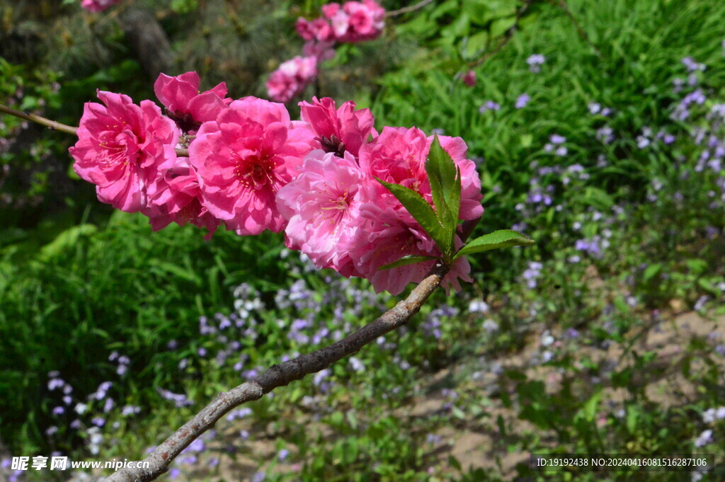 碧桃花  