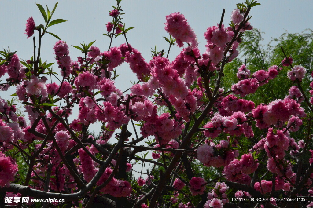 碧桃花 
