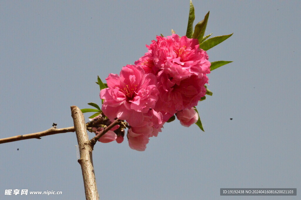 碧桃花  
