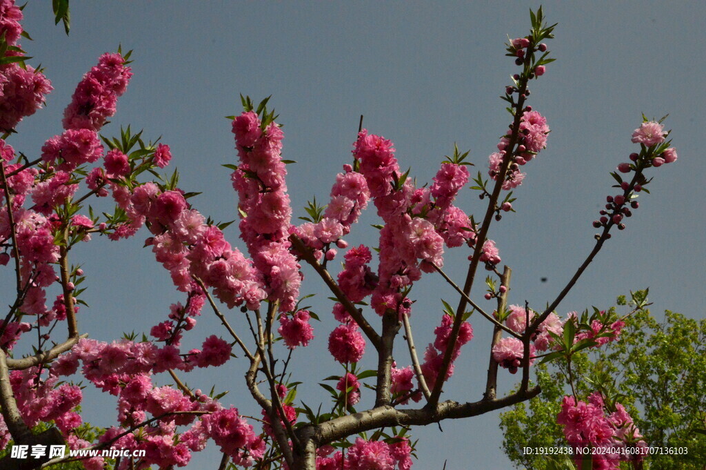 碧桃花  