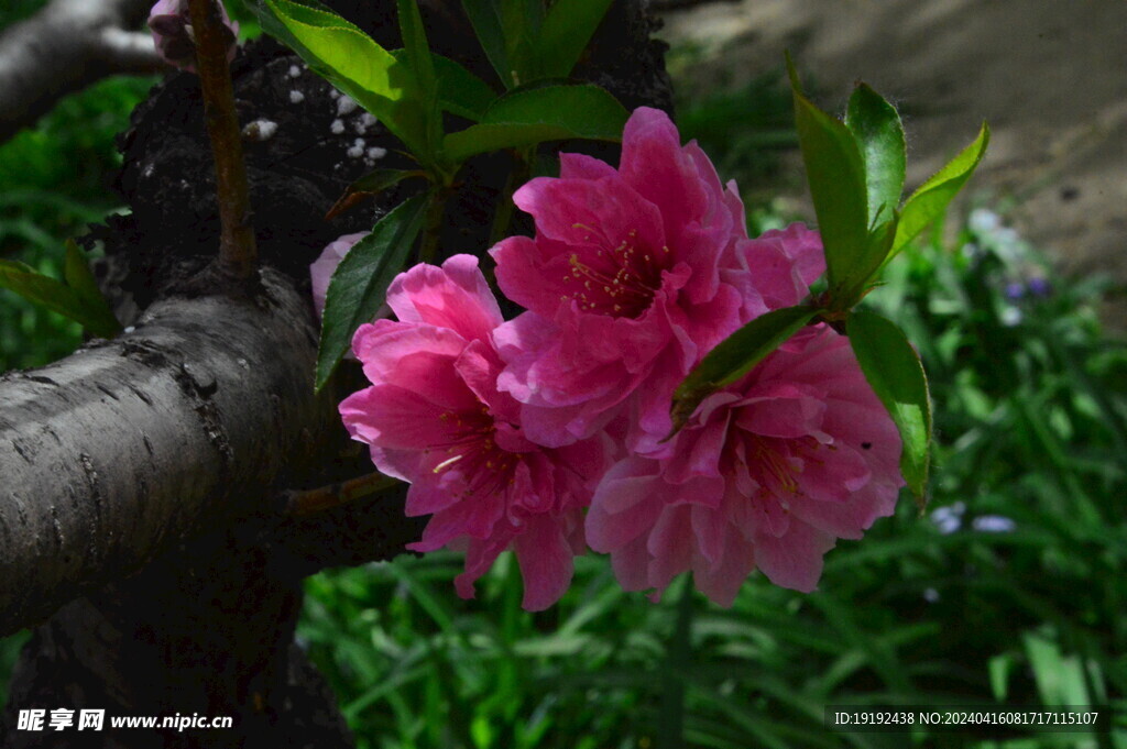 碧桃花  