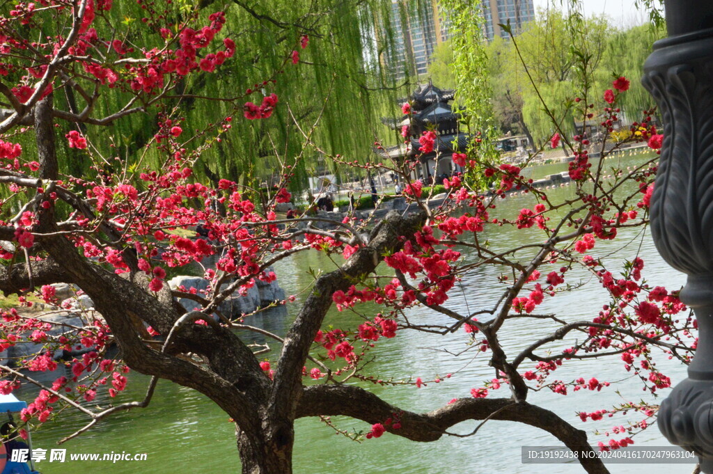 碧桃花  