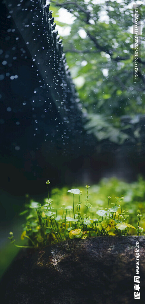 中国传统二十四节气谷雨海报