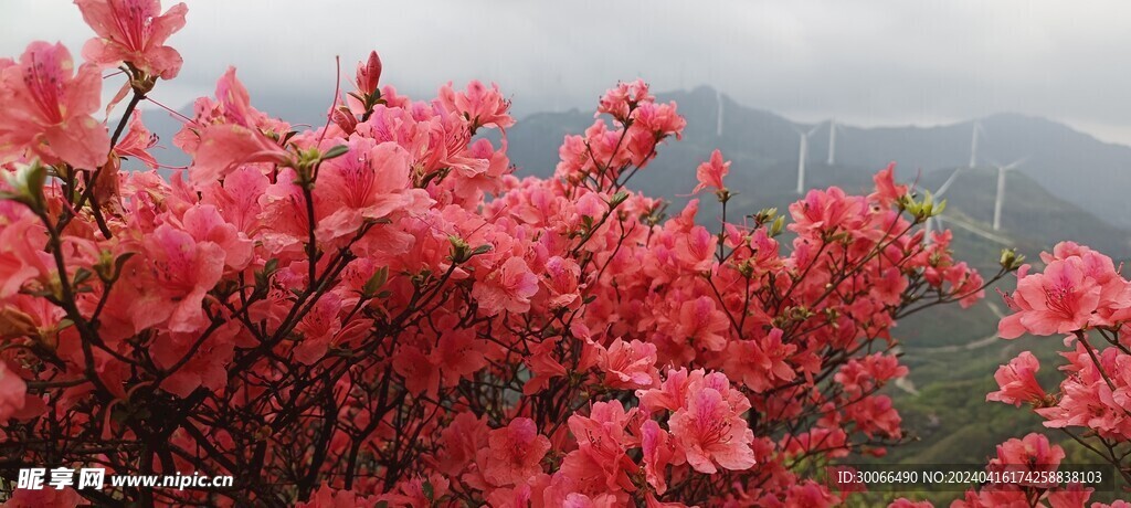 映山红 