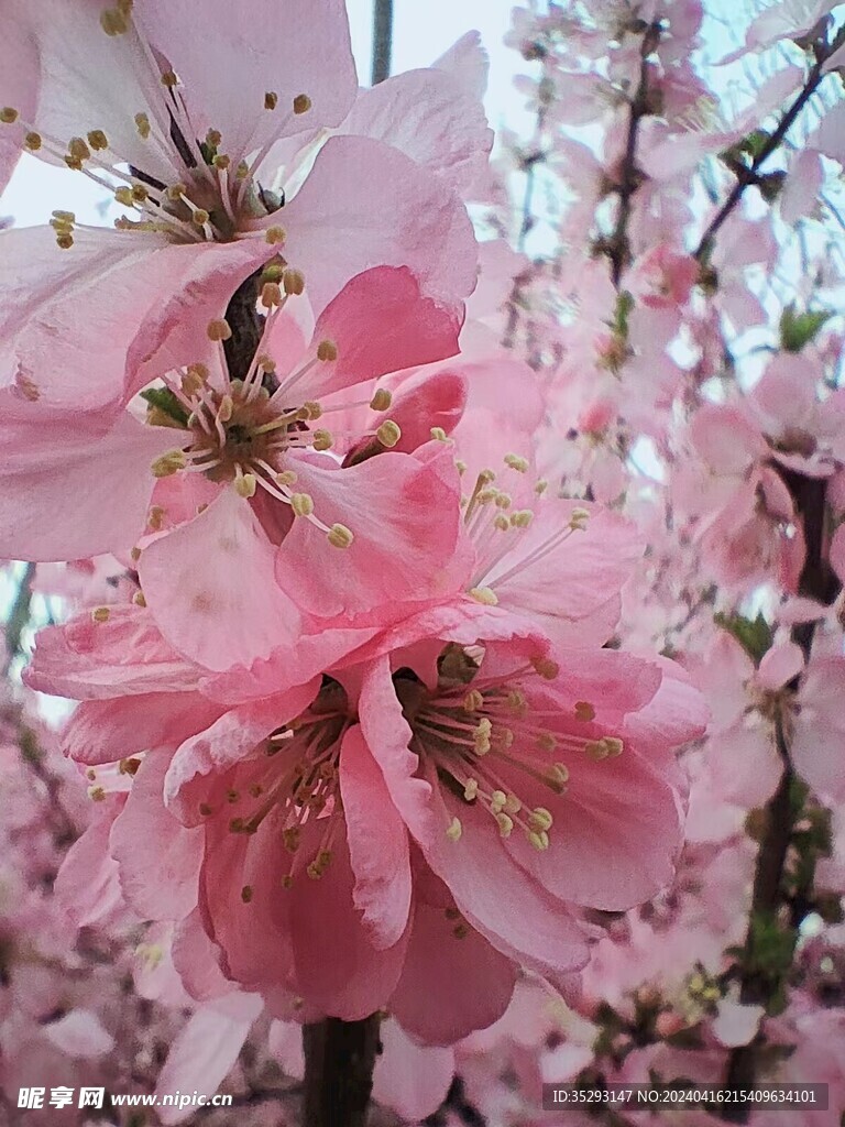 桃花特写