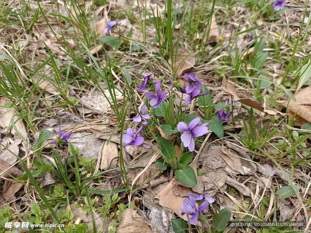 紫花地丁