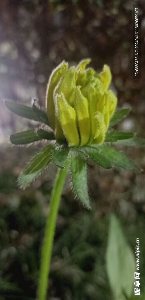 菊花