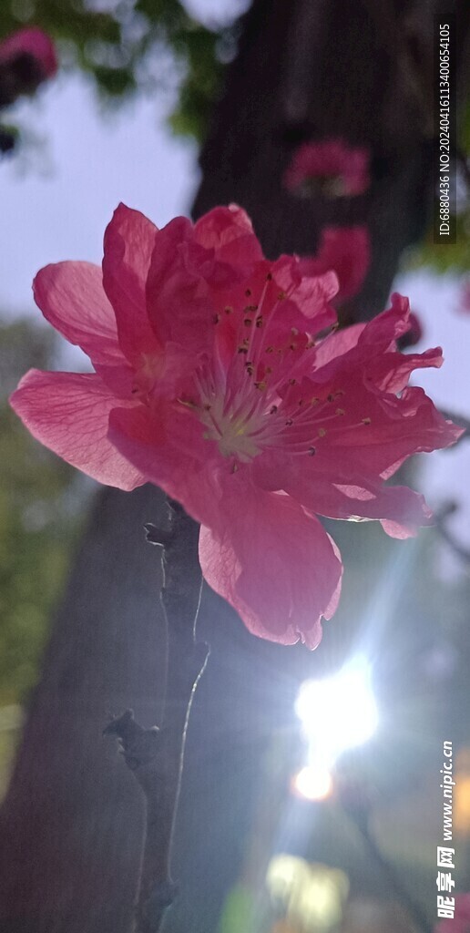 紫金花