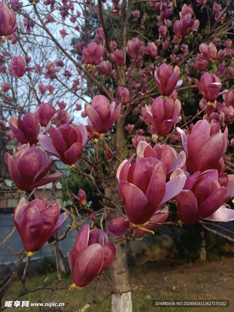 白玉兰