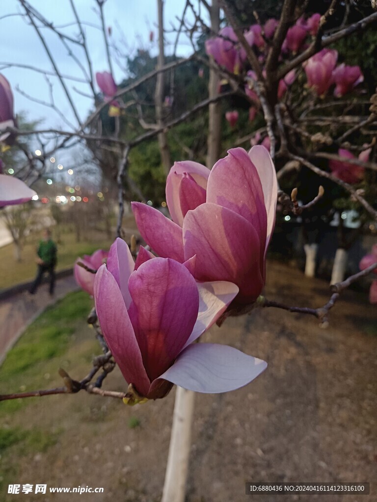 白玉兰