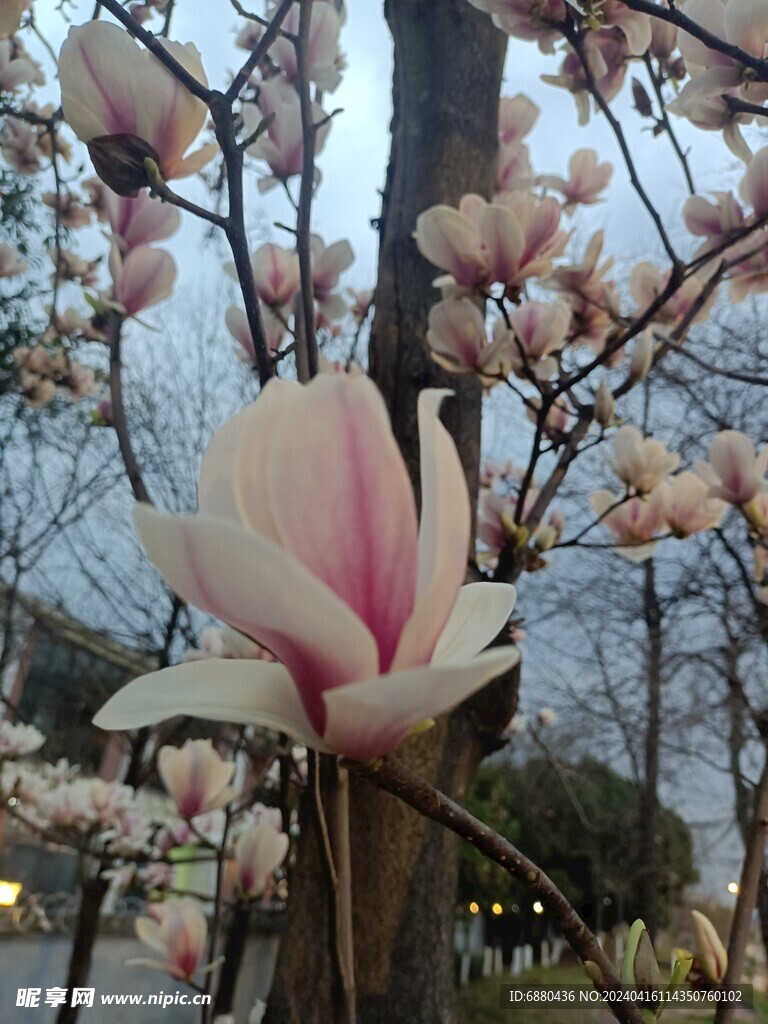 白玉兰