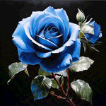 一朵蓝色玫瑰花 黑色背景 飘落的花瓣
