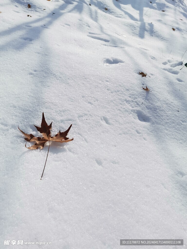 雪景落叶